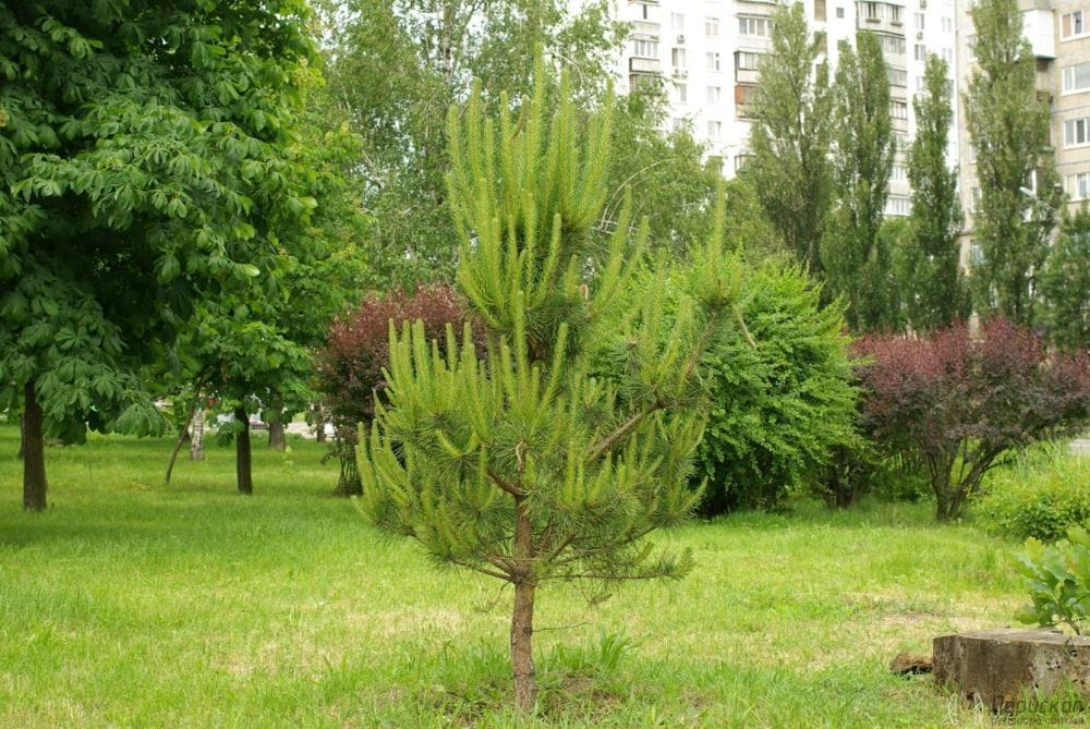 Парк Кіото. Фотоподорож