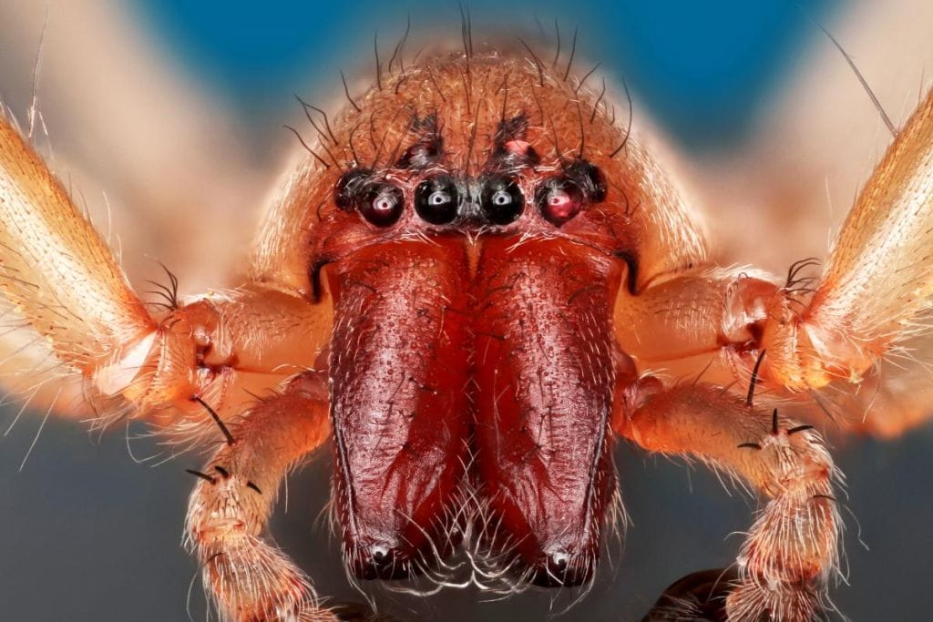 Паук ©Macroscopic Solutions