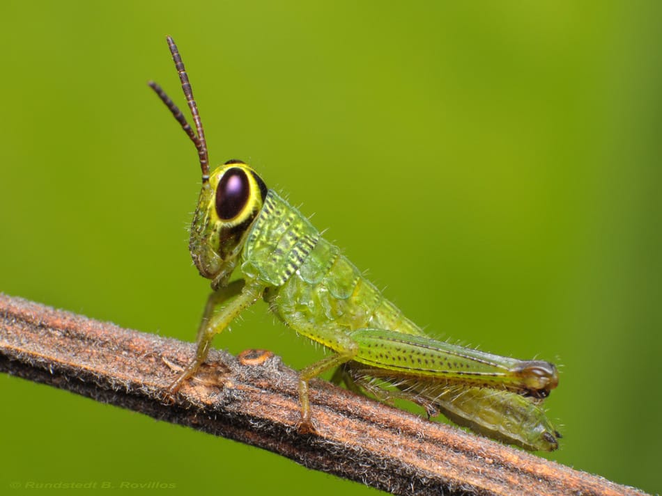 макро коника © Rundstedt B. Rovillos, Nikon D300, Nikon AF-S Nikkor 18-55mm f/3.5-5.6G, ƒ/3.5 1/80