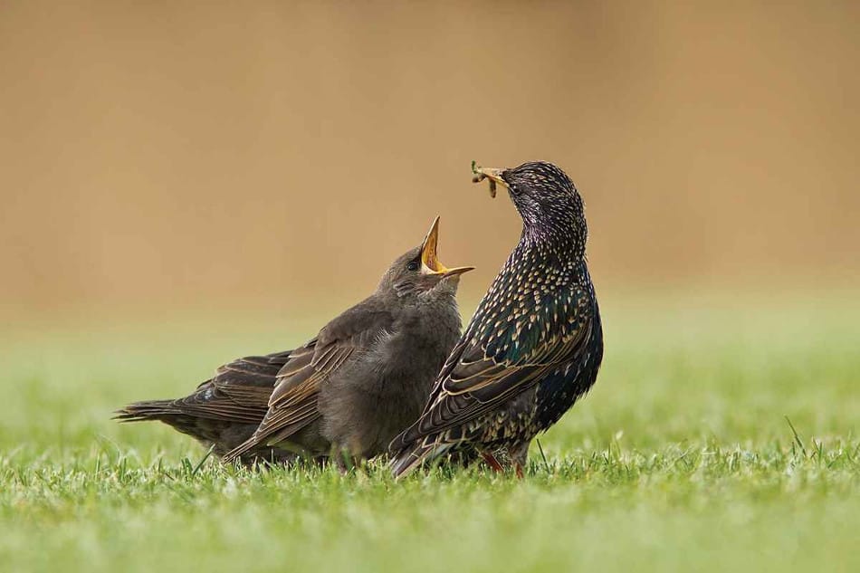 Шпаки © Roeselien Raimond