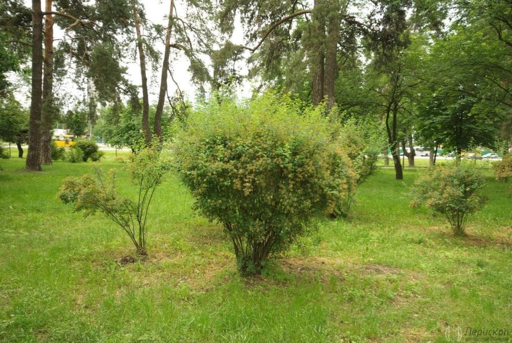 Парк Кіото. Фотоподорож