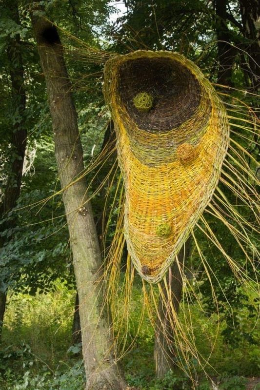 У пошуках квітки папороті…Крапля води