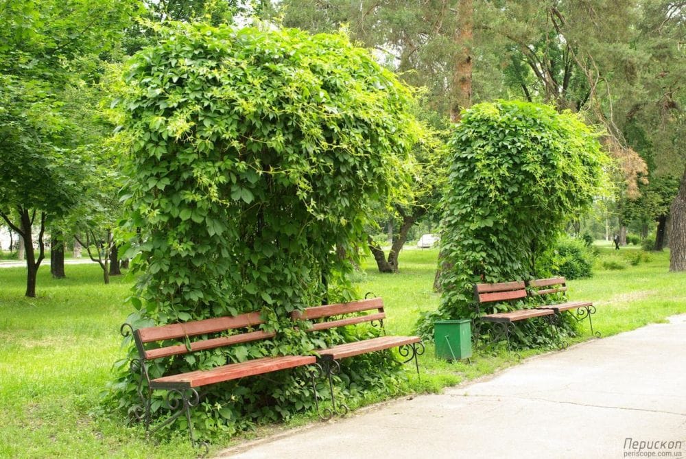 Парк Кіото. Фотоподорож