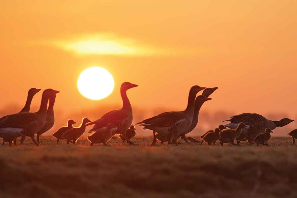 Зграйка гусей © Roeselien Raimond
