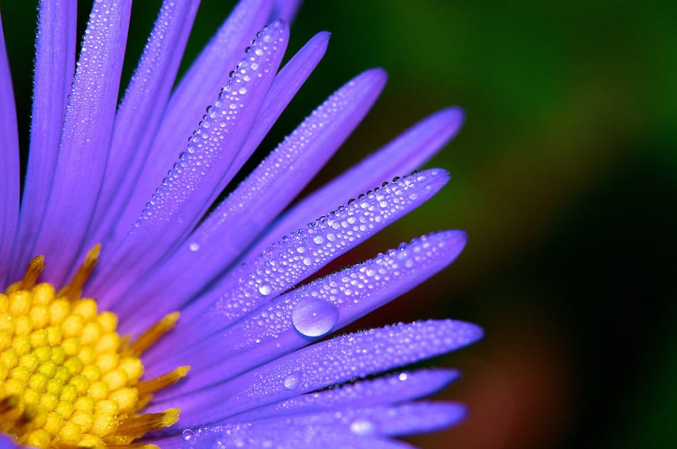 © Sean Sebastian, Nikon D300s, 150mm ƒ/11
