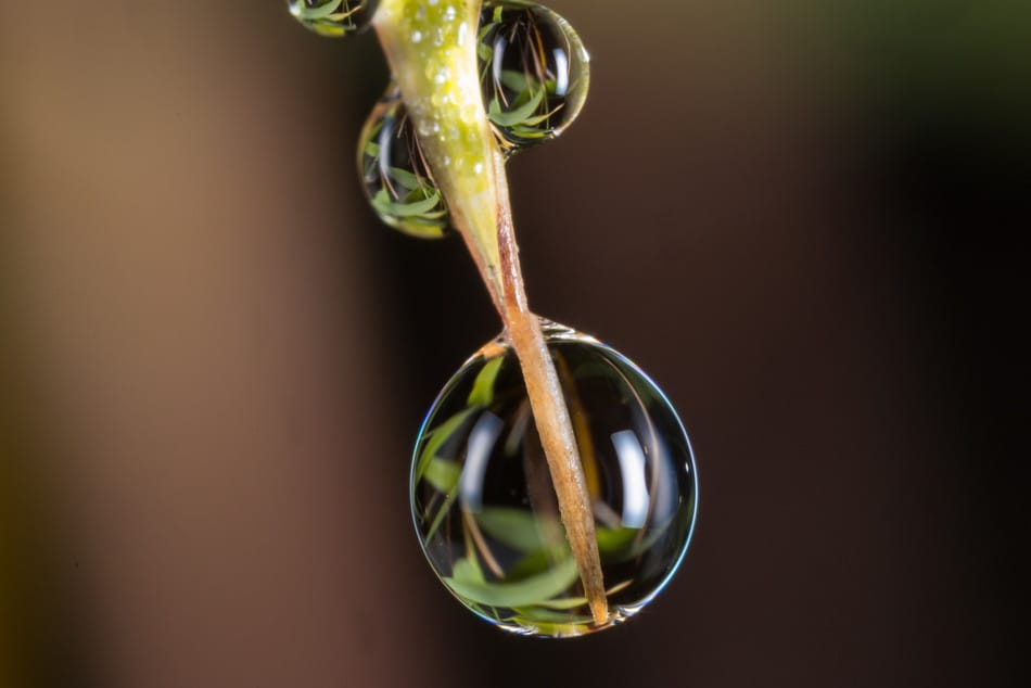 Роса © Tim Norbury, Canon EOS 5D Mark III MP-E65mm f/2.8 1-5x Macro, 65mm ƒ/11
