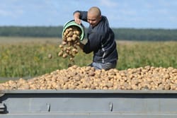 Вирощуємо картоплю для діабетиків