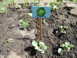 Весняні роботи в саду та городі