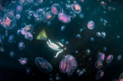 Фіналісти конкурсу Outdoor Photographer of the Year