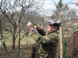 Роботи в квітні у саду і на городі