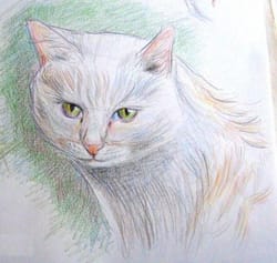 Котик-муркотик