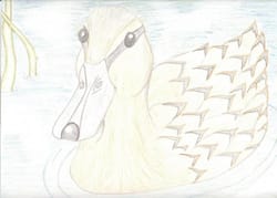 Качка