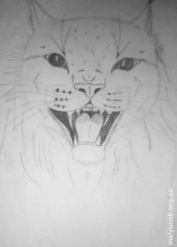 Рись