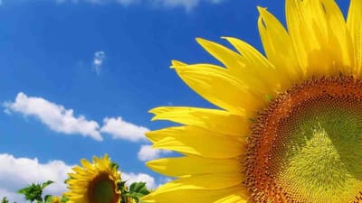 Проблеми сучасного українського мовлення