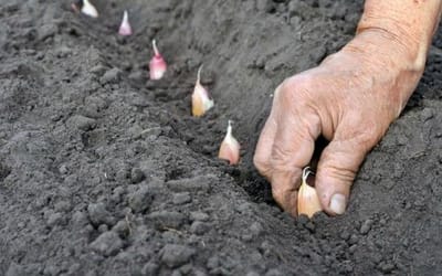 Як підготувати сад та город до зими
