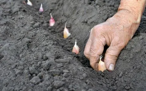 Як підготувати сад та город до зими