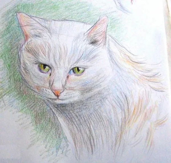 Котик-муркотик