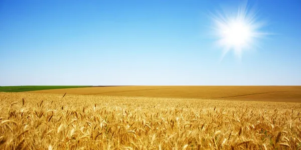 Ольга ХОДАЦЬКА's cover image