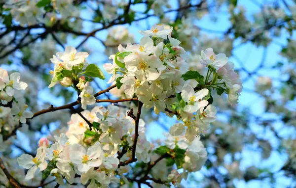 Леся КОРОЛИК's cover image