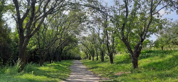 Зустріч з лісом — цікава естафета знань