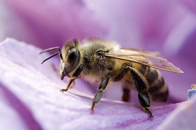 Апітерапія… або лікування бджолами