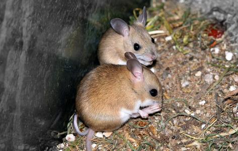 Мышь как домашнее животное