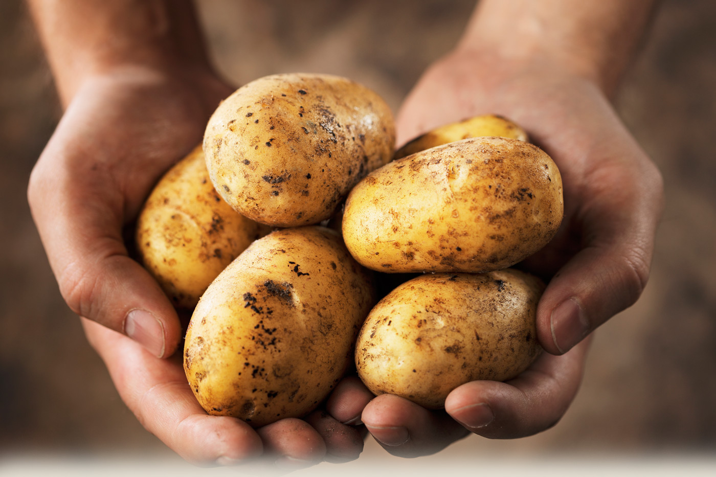 Картопля. Головні чинники гарного врожаю