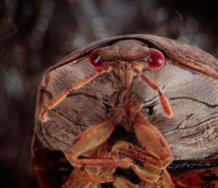 Фото комах які живуть у вас вдома. Деніел Каріко