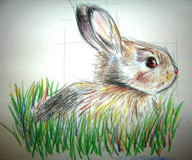 baby_rabbit