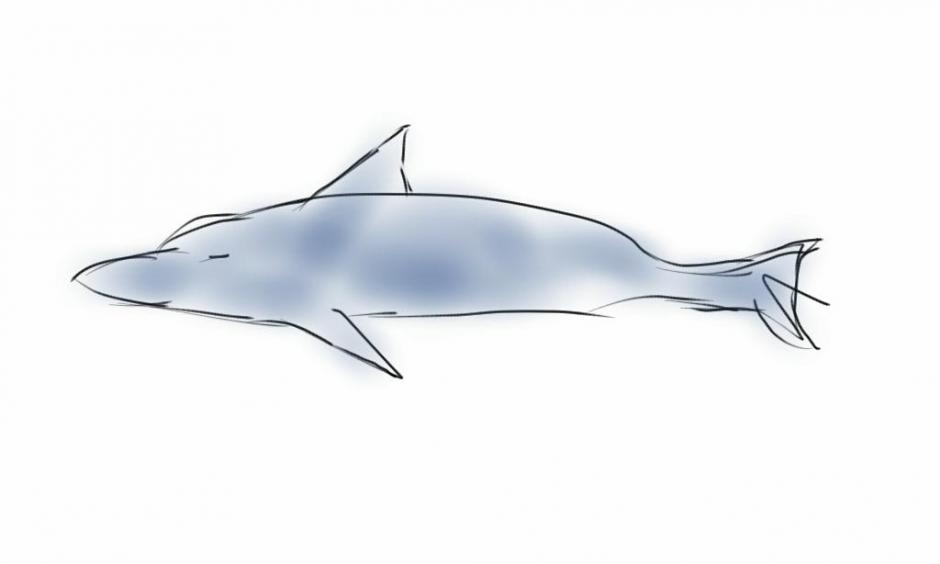 dolphin (1)