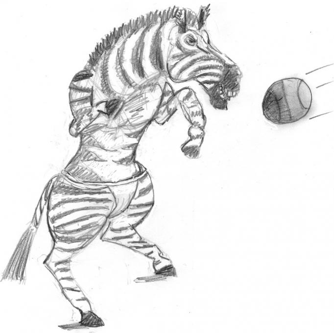 zebra4